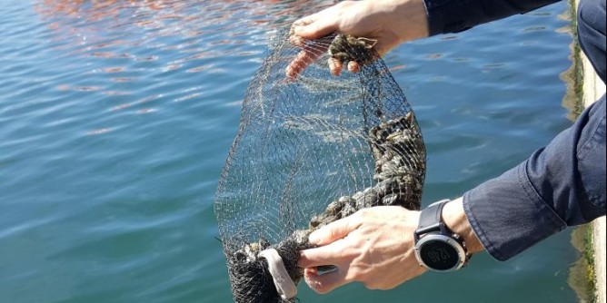 Arsellatori abusivi <i>pescati</i> ad Olbia