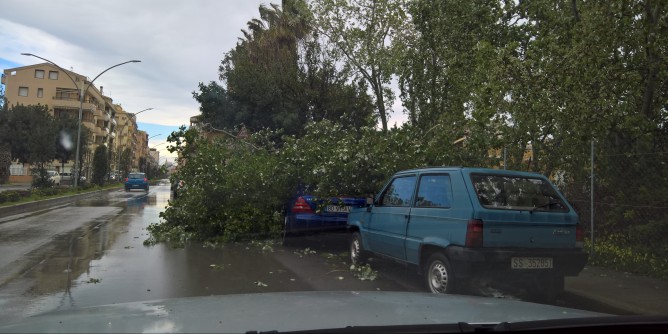 Maltempo ad Alghero: albero su due auto