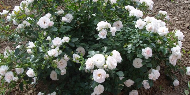 Rose bianche per i bambini di Bullenhuser Damm