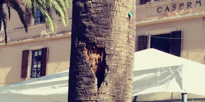 Piazza Castello, gi la palma di 2 metri