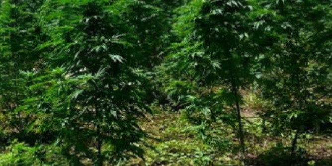 Scoperte 542 piante di marijuana a Nuoro