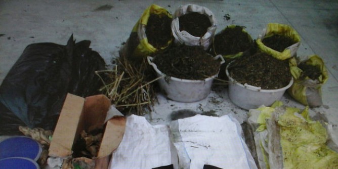 Sequestrati 25chilogrammi di cannabis