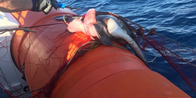 Sequestrati 1500metri di rete da pesca
