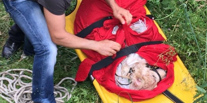 Cane bastonato e lanciato dal cavalcavia