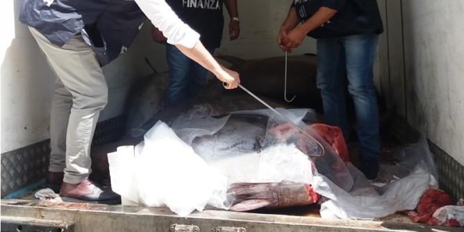 Tonno rosso: maxisequestro a Cagliari