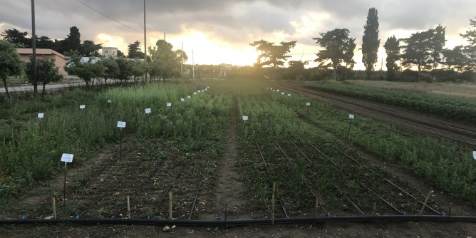Quinoa in Sardegna, dal campo alla tavola