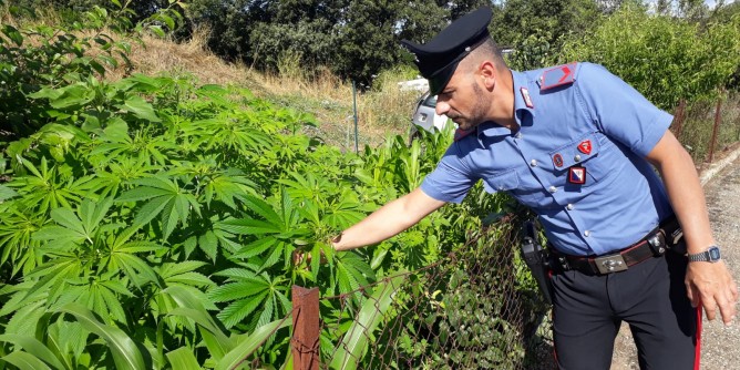 Coltivazione di cannabis: denunciata 50enne