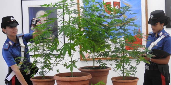 Coltiva marijuana: algherese nei guai