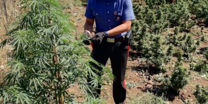 Coltiva cannabis: 25enne in manette