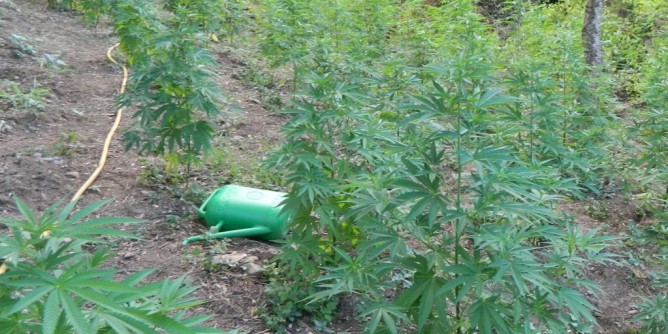 Coltivazione di cannabis: doppio arresto