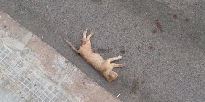 Porto Torres, gatti sbranati dai cani: «il Comune intervenga»