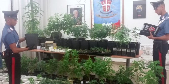 Marijuana in casa, algherese in manette