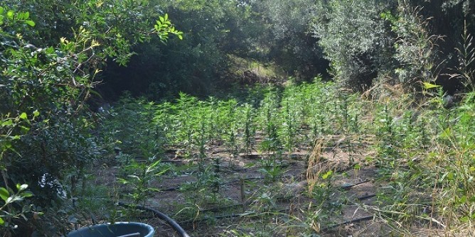 Scoperta imponente piantagione di cannabis