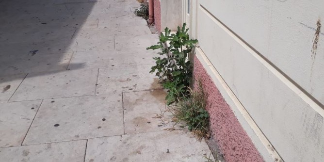 Giungla in città: erbacce anche in piazza Umberto I