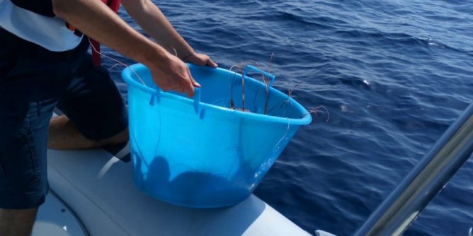 Alghero: sequestrati 20chili di aragoste