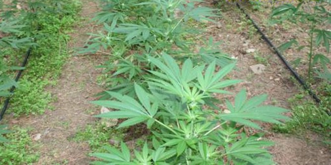 Sequestrata a Nuoro piantagione di cannabis