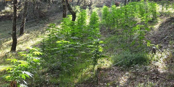 Marijuana, coltivatore arrestato a Sarule
