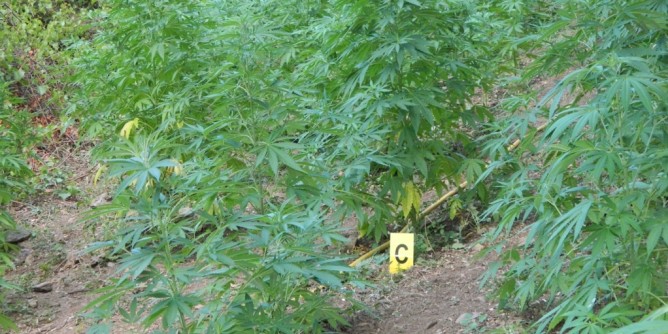 Coltiva marijuana: 39enne in manette