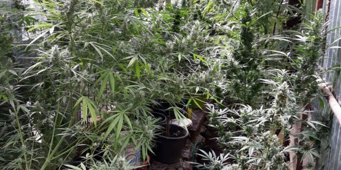 Coltivazione di marijuana a Gairo: 44enne in manette