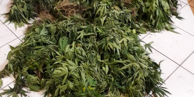 Piantagione di marijuana scoperta a Tonara