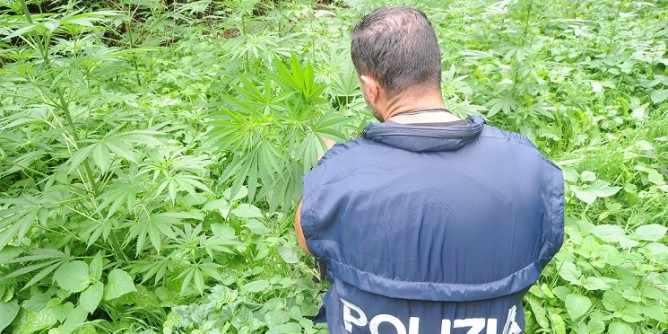 Nuorese: terza piantagione scoperta in un mese