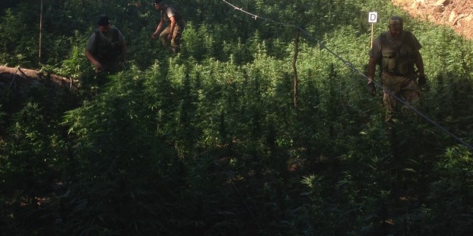 Coltivatore illegale di marijuana torna in cella