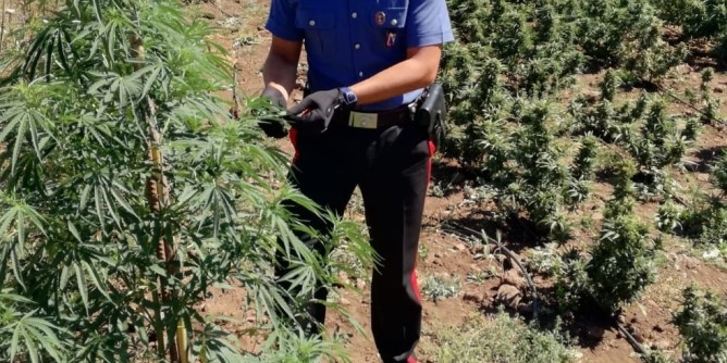 Marijuana nel Nuorese: due arresti