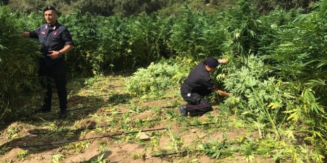 Coltivazione di cannabis per 4milioni: due arresti