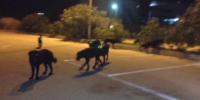 Cani e gatti: 13mila euro ad Alghero