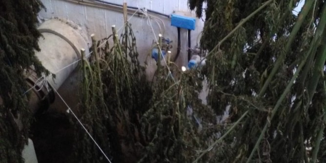 Deposito di marijuana a Nurri