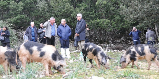 Peste suina, embargo a metà della Sardegna