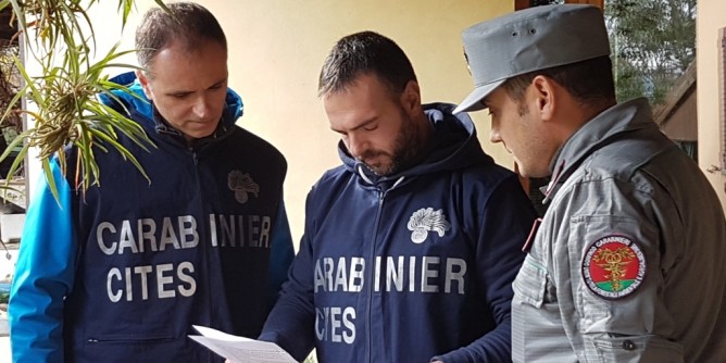 Sequestrato a Dorgali un raro <i>Ocelot</i>
