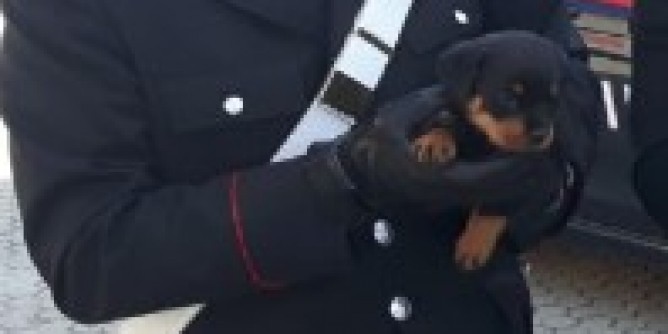 Cuccioli di razza in vendita: è una truffa