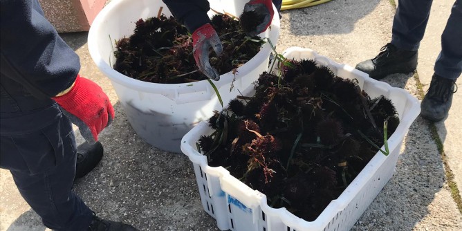 Alghero: sequestrati 2mila ricci <i>illegali</i>