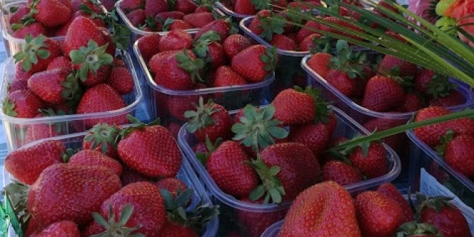 Sa Segada, rinviata la sagra della fragola