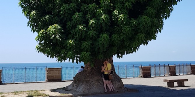 Phytolacca, progetto vincente per Alghero
