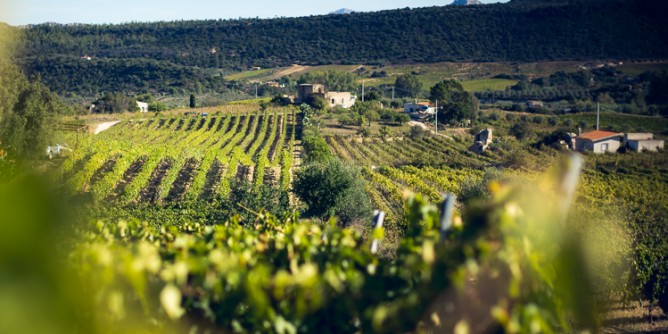 Cannonau e Vermentino, unico Consorzio