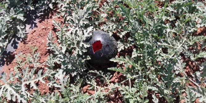 «Cornacchie, perse tonnellate di angurie»