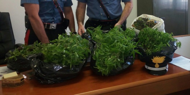 Piantagione di marijuana: 26enne in manette