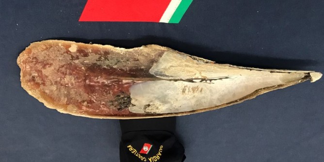 Pinna Nobilis in auto: turista bloccato a Porto Torres
