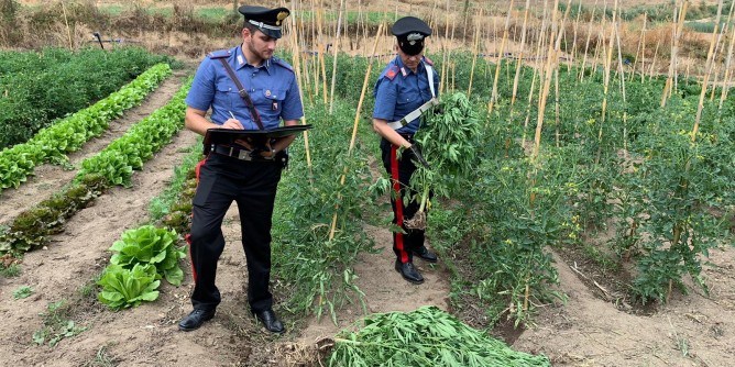 Coltivazione marijuana: 58enne in manette