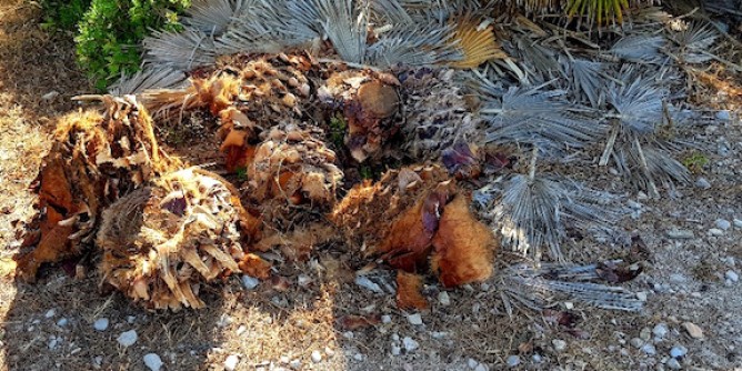 <i>Cimitero</i> di palme a Sant´Imbenia
