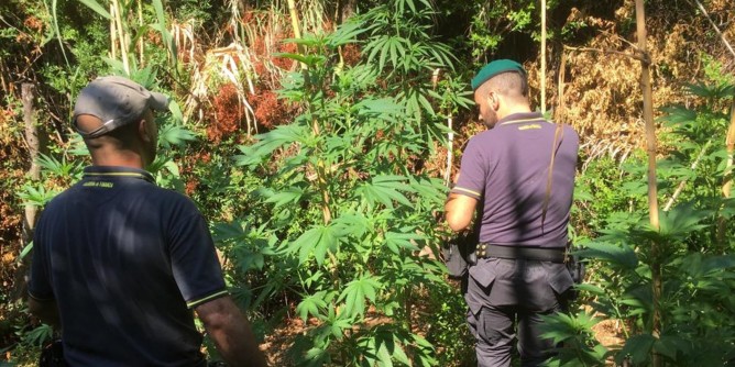 Marijuana a Maracalogonis: denunce