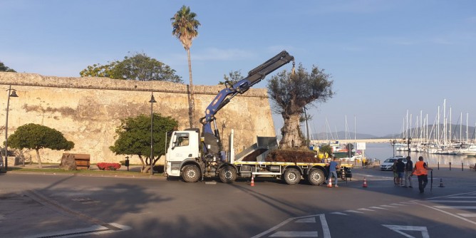 Ulivo secolare nello Scalo Tarantiello