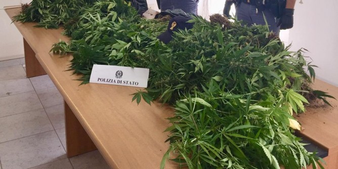 Burgos: sequestrate 160 piantine di marijuana