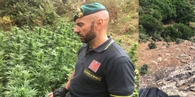 Sequestrate 1000 piante: 53enne in manette