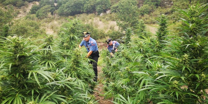 Piantagione a Bonorva: marijuana estirpata
