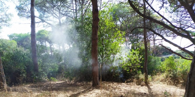 Pineta a rischio incendio: spento lŽ<i>innesco</i>