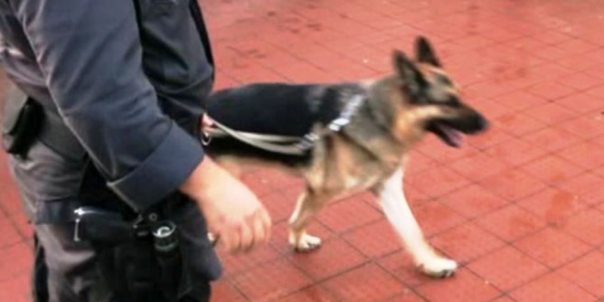 Cani antidroga nelle scuole della Gallura
