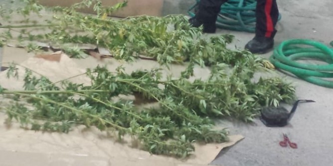 Piante marijuana in casa a Tortolì